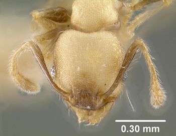 Media type: image;   Entomology 20762 Aspect: head frontal view